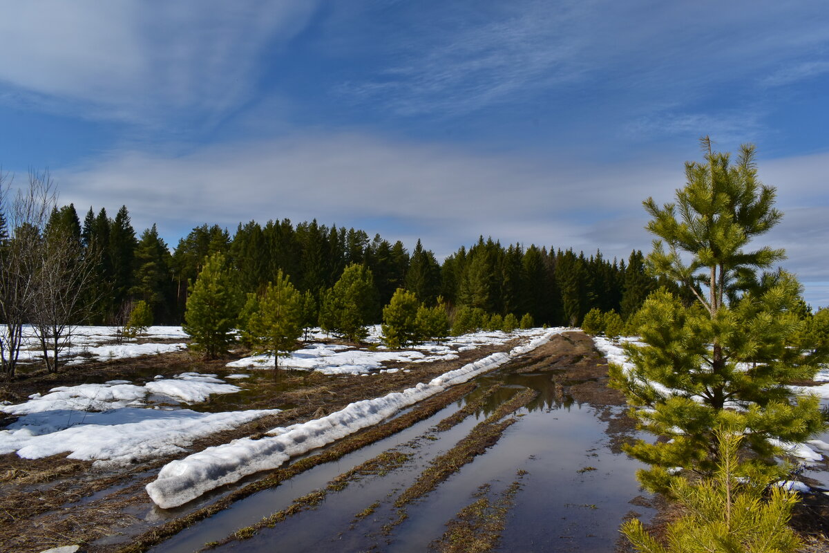 Опять весна... - Роман Пацкевич Опять весна... - Роман Пацкевич
