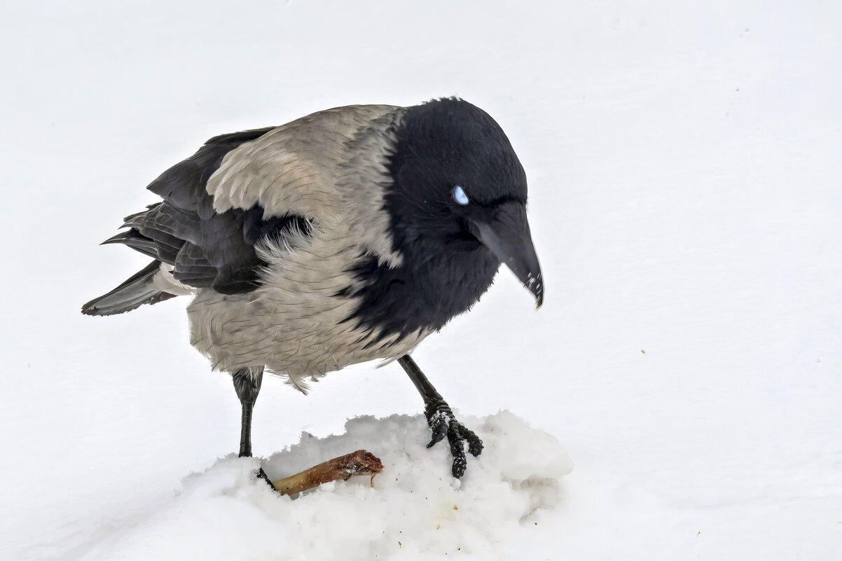 Косточку не отдам! - Олег Вахрушев Косточку не отдам! - Олег Вахрушев