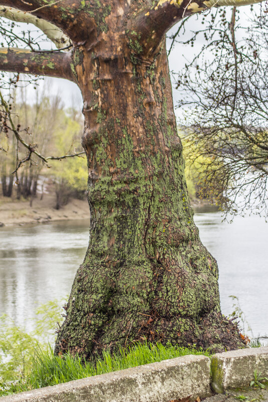 Залихвацкое дерево & Днестр - Коля Лукашов Залихвацкое дерево & Днестр - Коля Лукашов