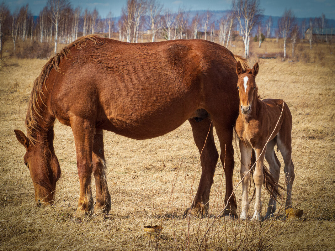 Мать и дитя - Алексей Мезенцев