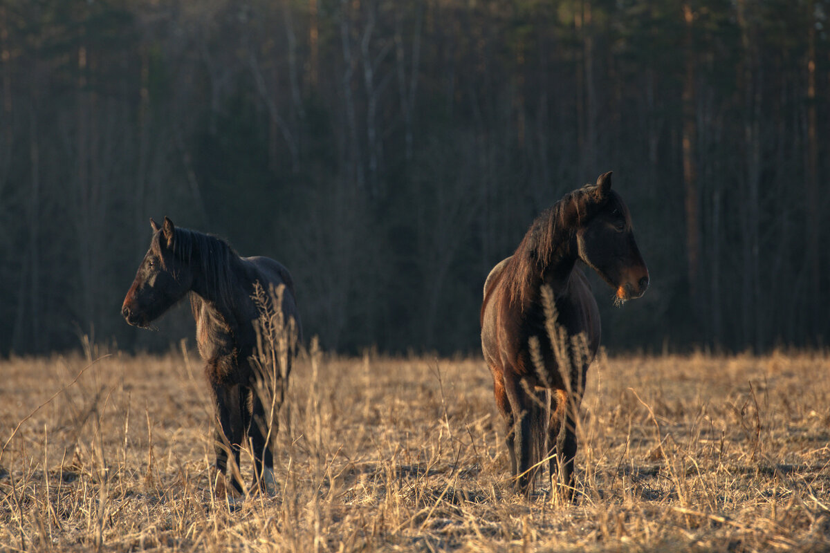 Дозор - Максим Вышарь Дозор - Максим Вышарь