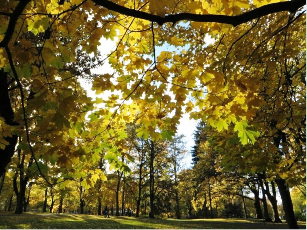 парк - марта Камушкина