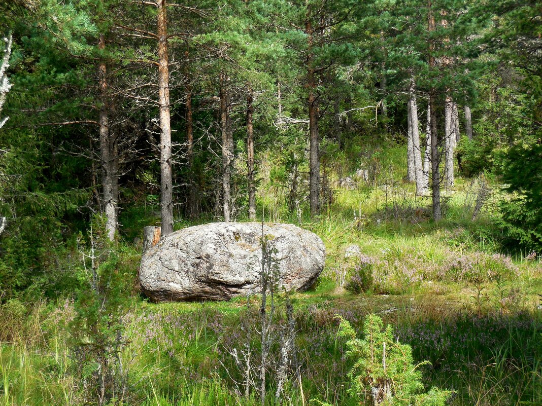 Природа Валаама - Надежда 