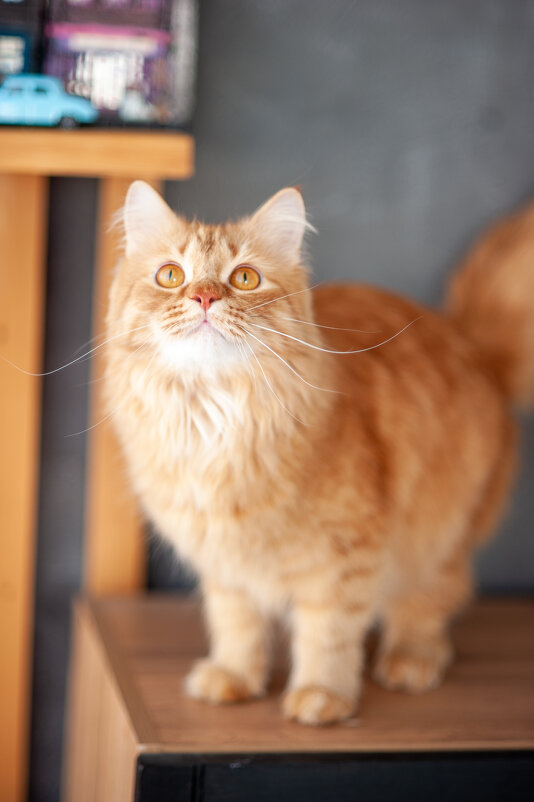 Филимон - Екатерина Пенежина Филимон - Екатерина Пенежина