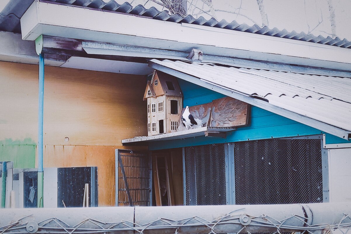 Голубка с жилплощадью. - Игорь Солдаткин