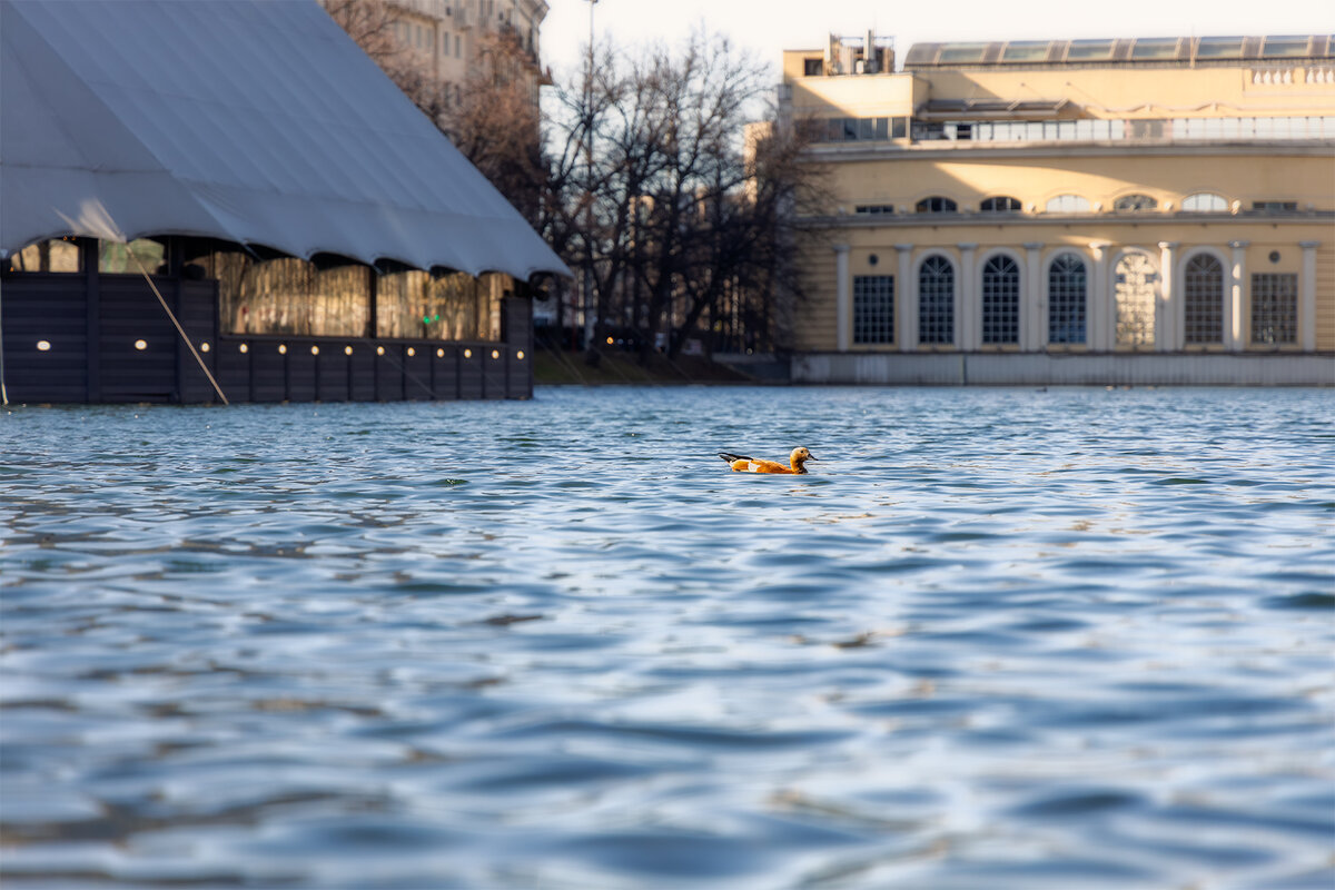 на пруду - Michel 