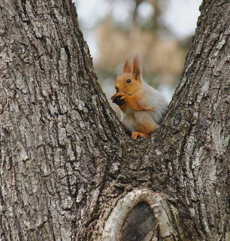 Белочка... - Nik Зонов