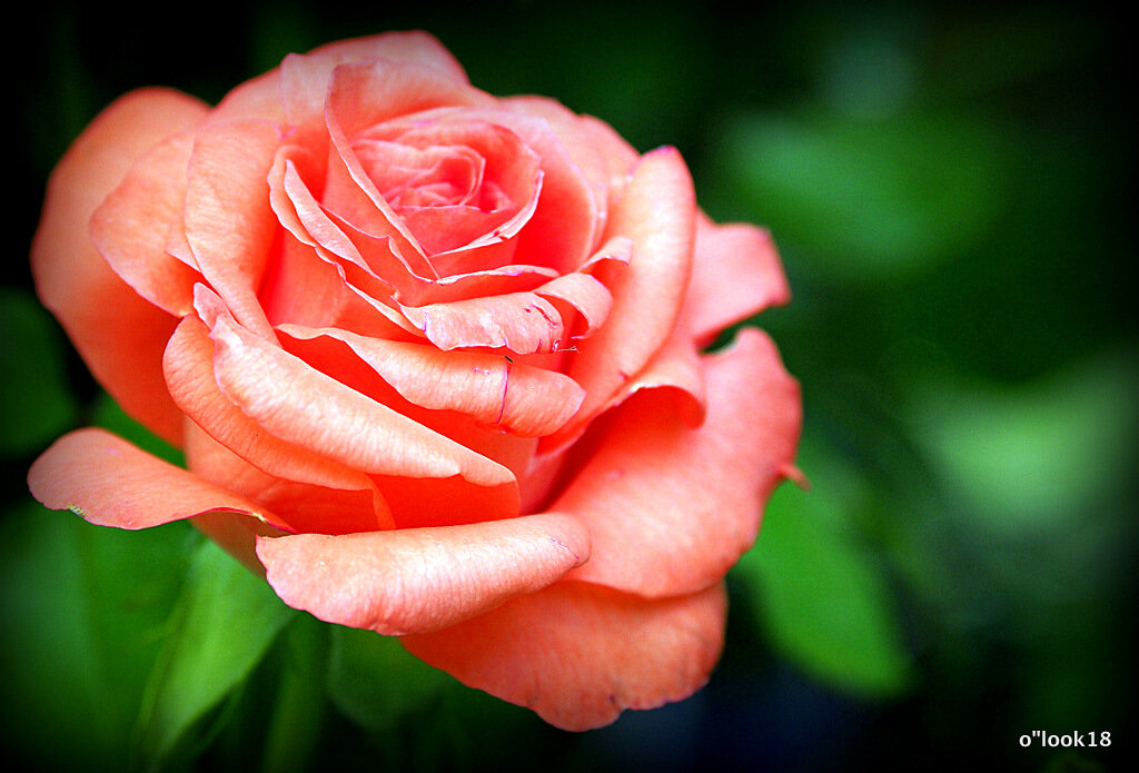 они нарадость нам даны - Олег Лукьянов они нарадость нам даны - Олег Лукьянов