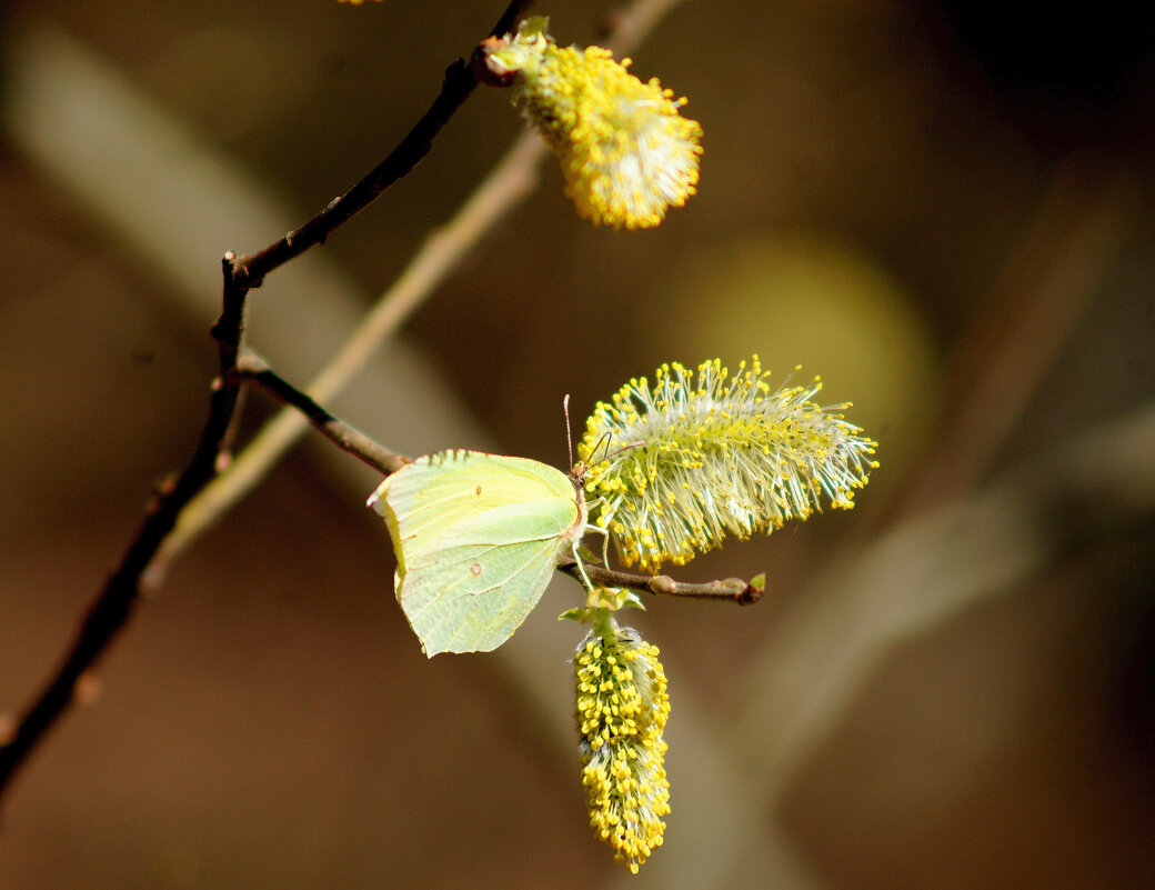 начало апреля  2 - Александр Прокудин