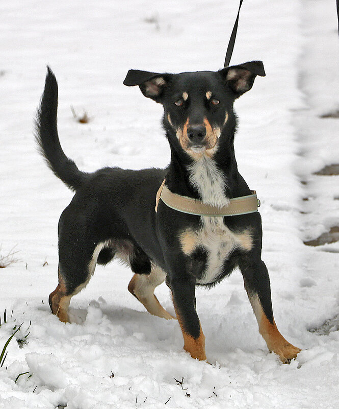 Осторожно - злая собака! - Светлана 