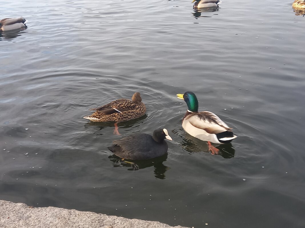 Утки и лысухи - Сапсан 