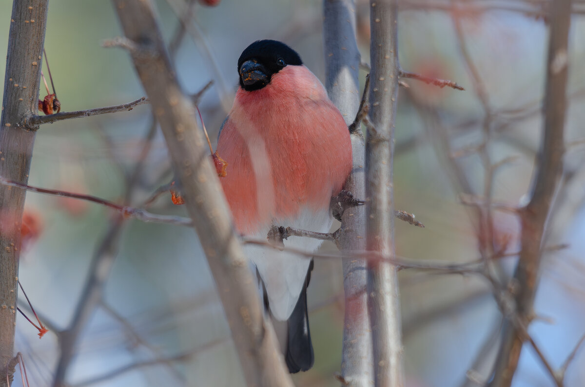 Снегирь. - Виктор Иванович Чернюк Снегирь. - Виктор Иванович Чернюк