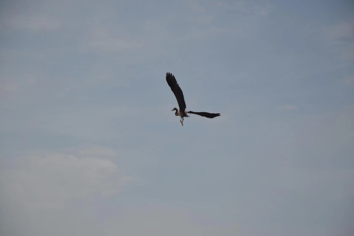 Крылья  словно лопасти пропеллера - Надежда 