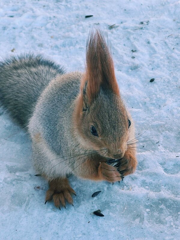 Белочка - Георгиевич 