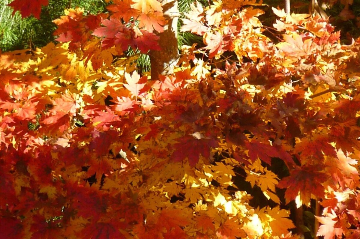 Очей очарованье - Надежда 