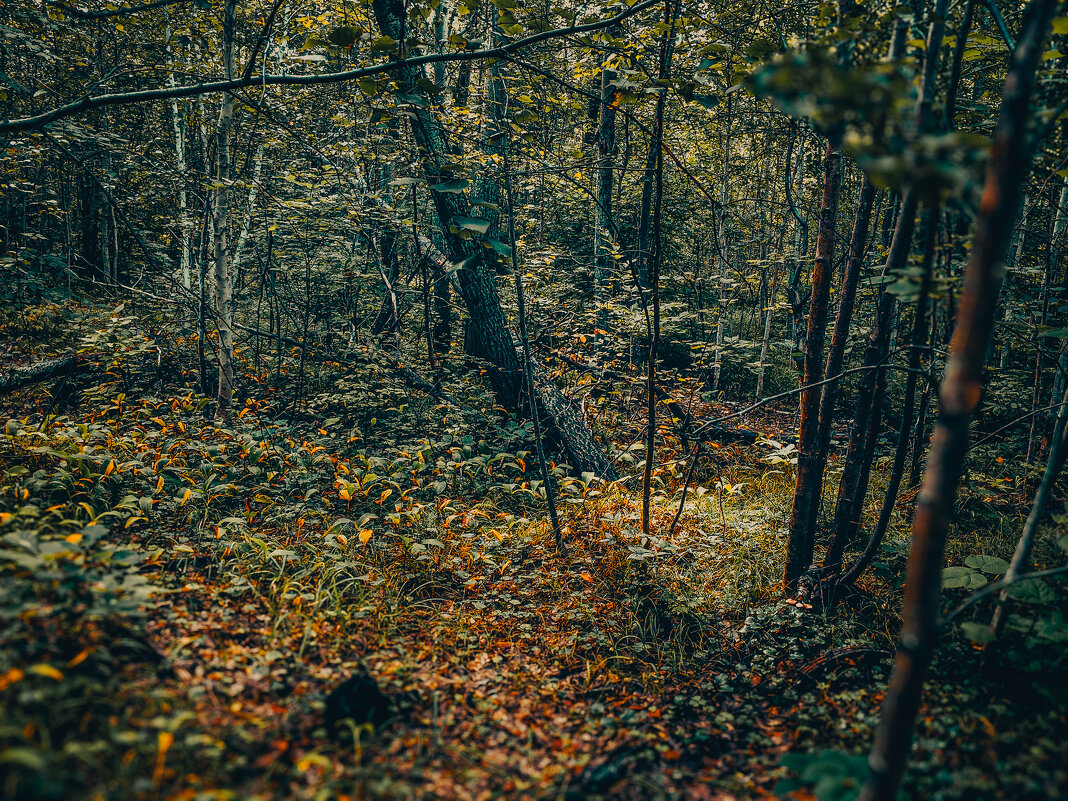 Тайга - Владимир Башко