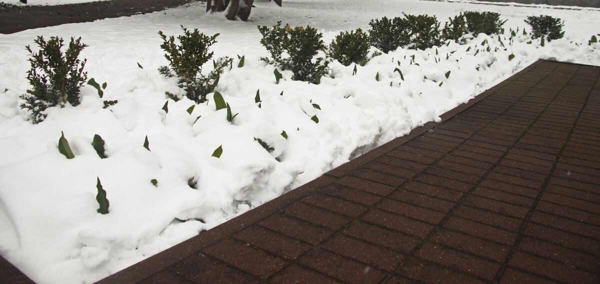 апрельский снег - Владимир Зырянов