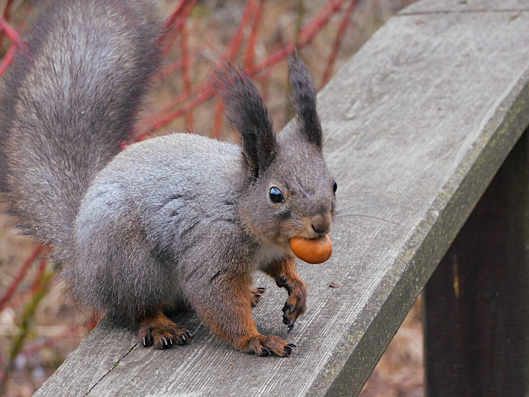 Белка - Лина 