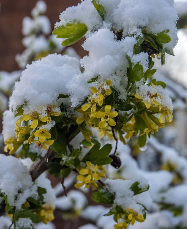 Йошта, -2 - Валерий Басыров
