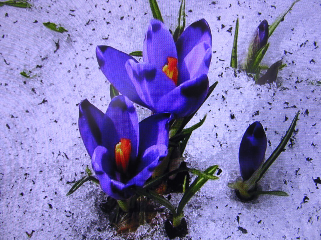 Апрельские крокусы - Людмила Смородинская