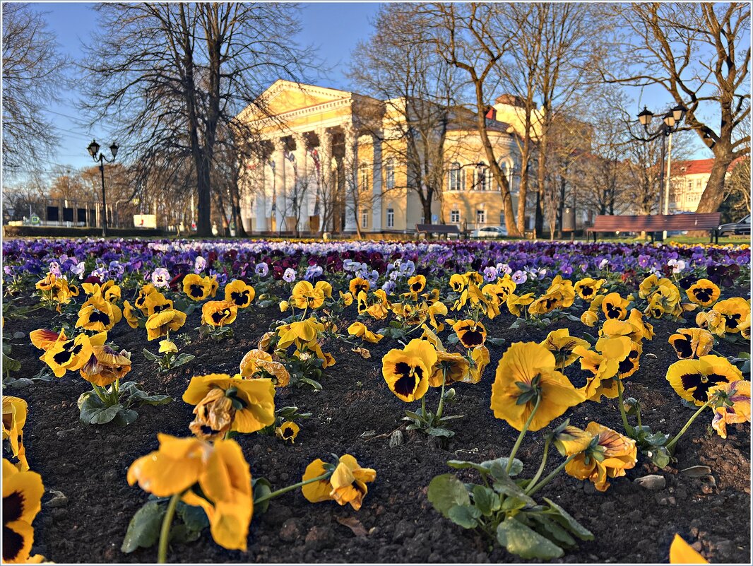 Анютки. - Валерия Комова