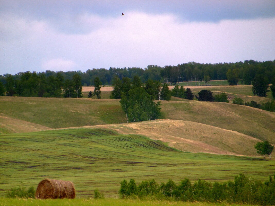 Сибирские просторы. - nadyasilyuk Вознюк