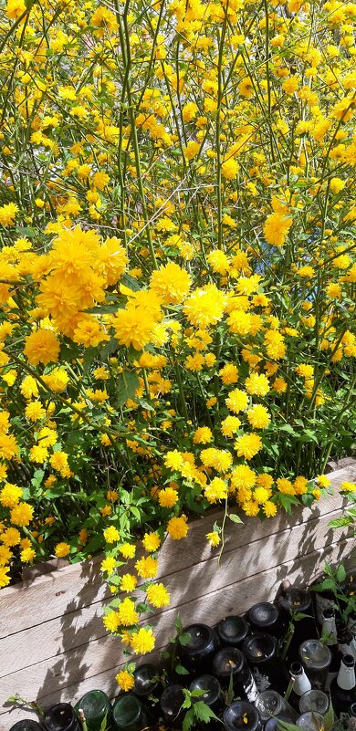 Дивная весна - Ольга 