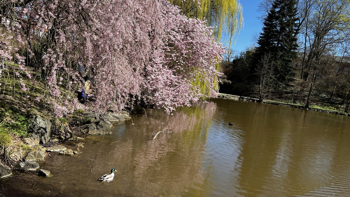 Мир Природы "Natural World" - "The Natural World" Александер Мир Природы "Natural World" - "The Natural World" Александер