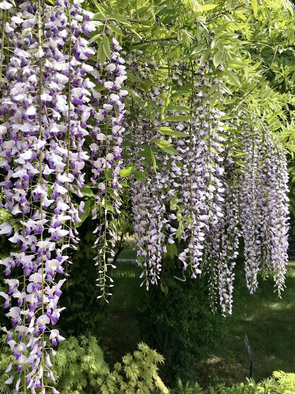 Скоро весна - Pippa 