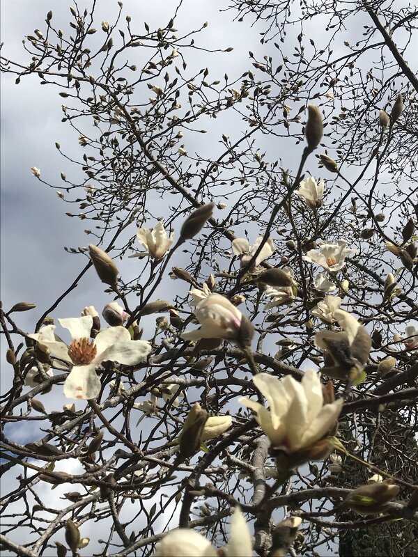 Скоро весна - Pippa 