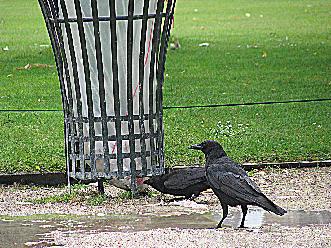Париж. - Владимир Драгунский