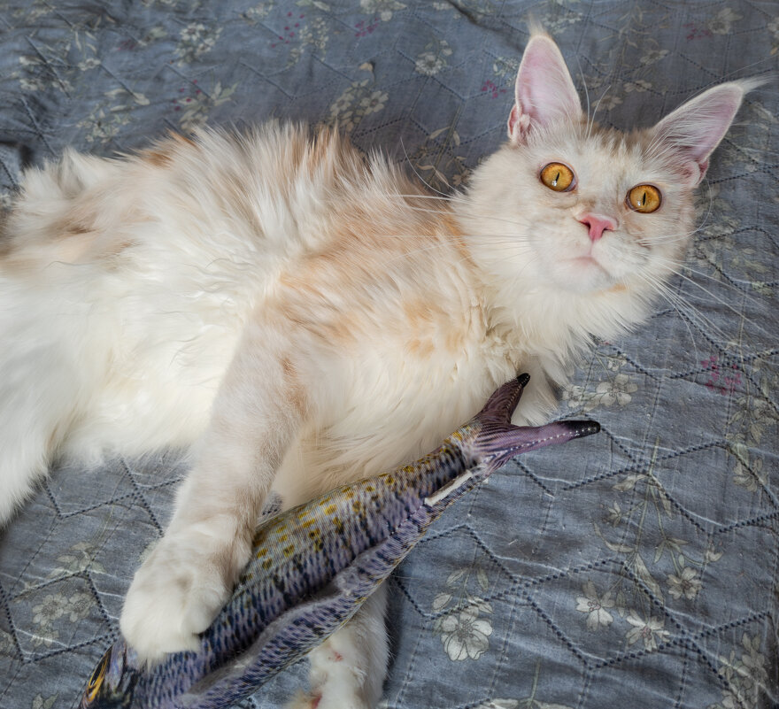 Эльза и рыба. - Борис Калитенко