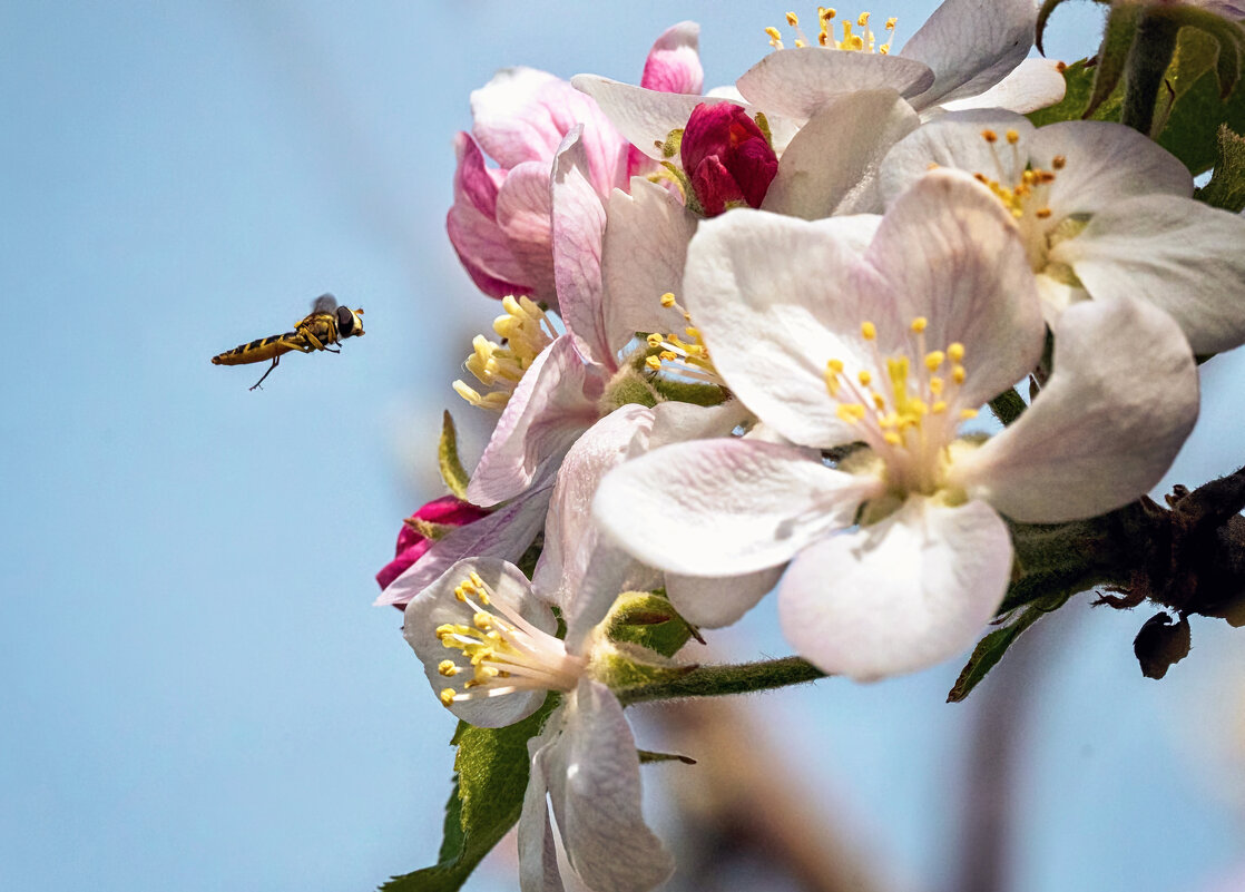 ... - Лилия . ... - Лилия .