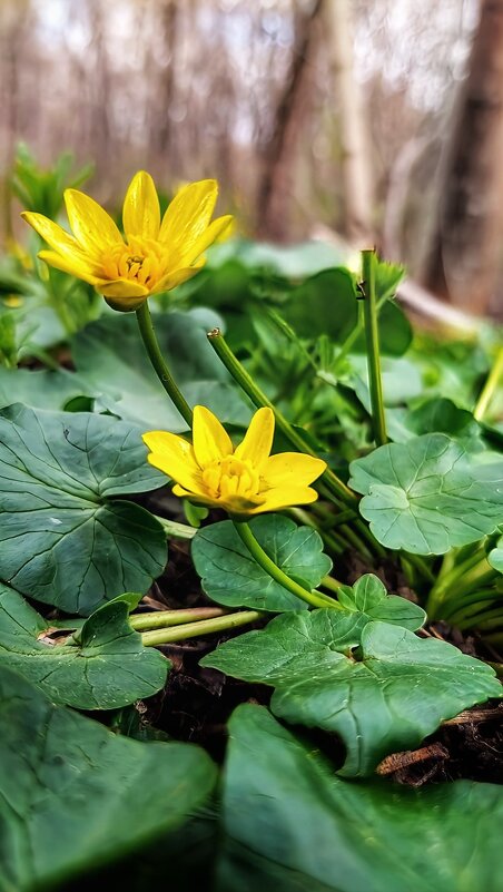 Первоцветы - Оксана Н.