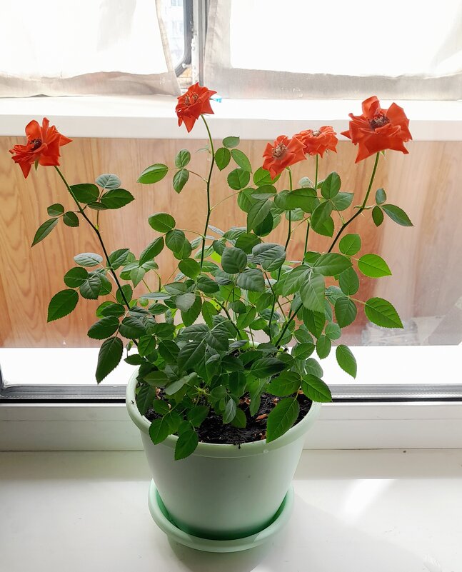 Мои розочки . Подарок . - Мила Бовкун Мои розочки . Подарок . - Мила Бовкун