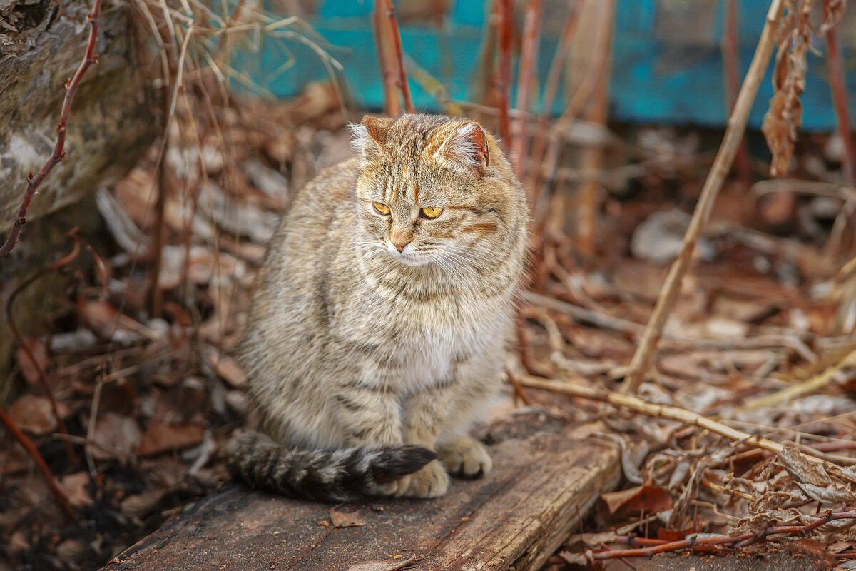 Котёнок - Alex Bush Котёнок - Alex Bush