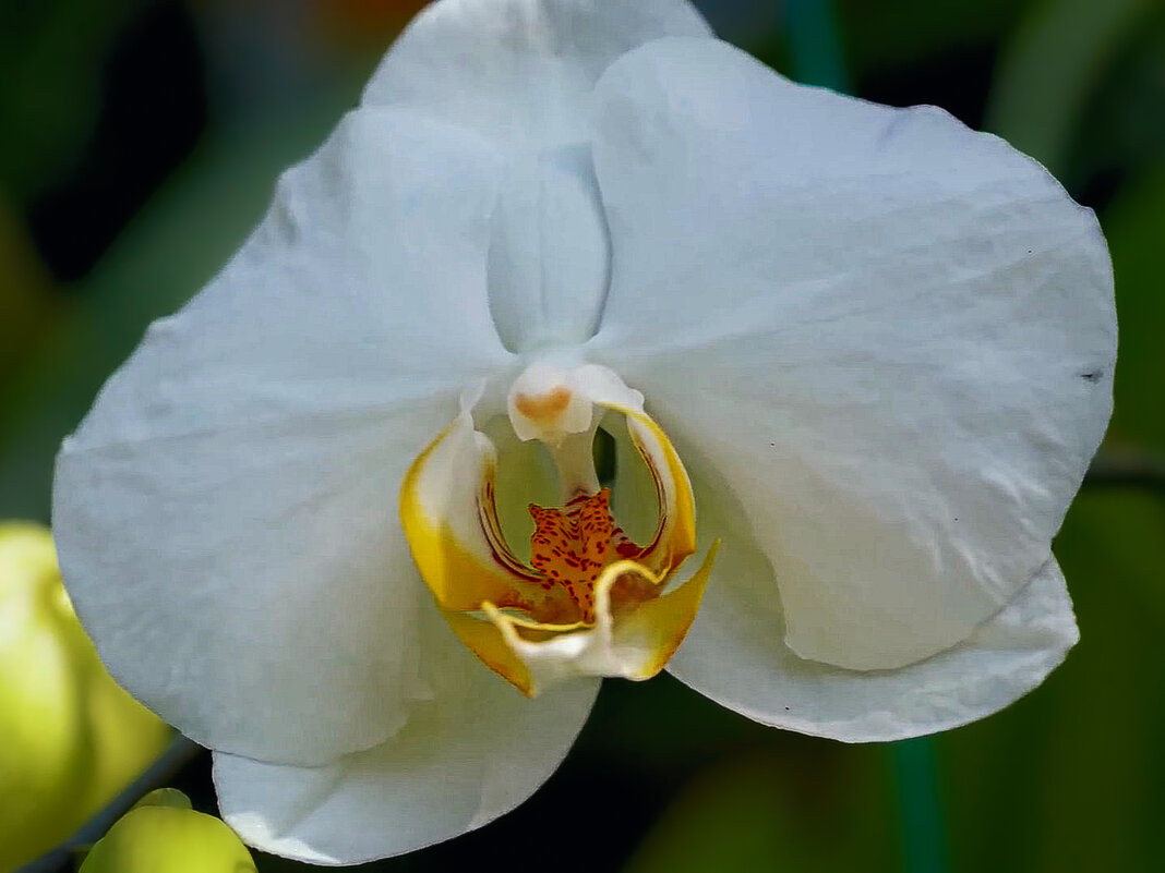 Фаленопсис - Aleksey Afonin Фаленопсис - Aleksey Afonin