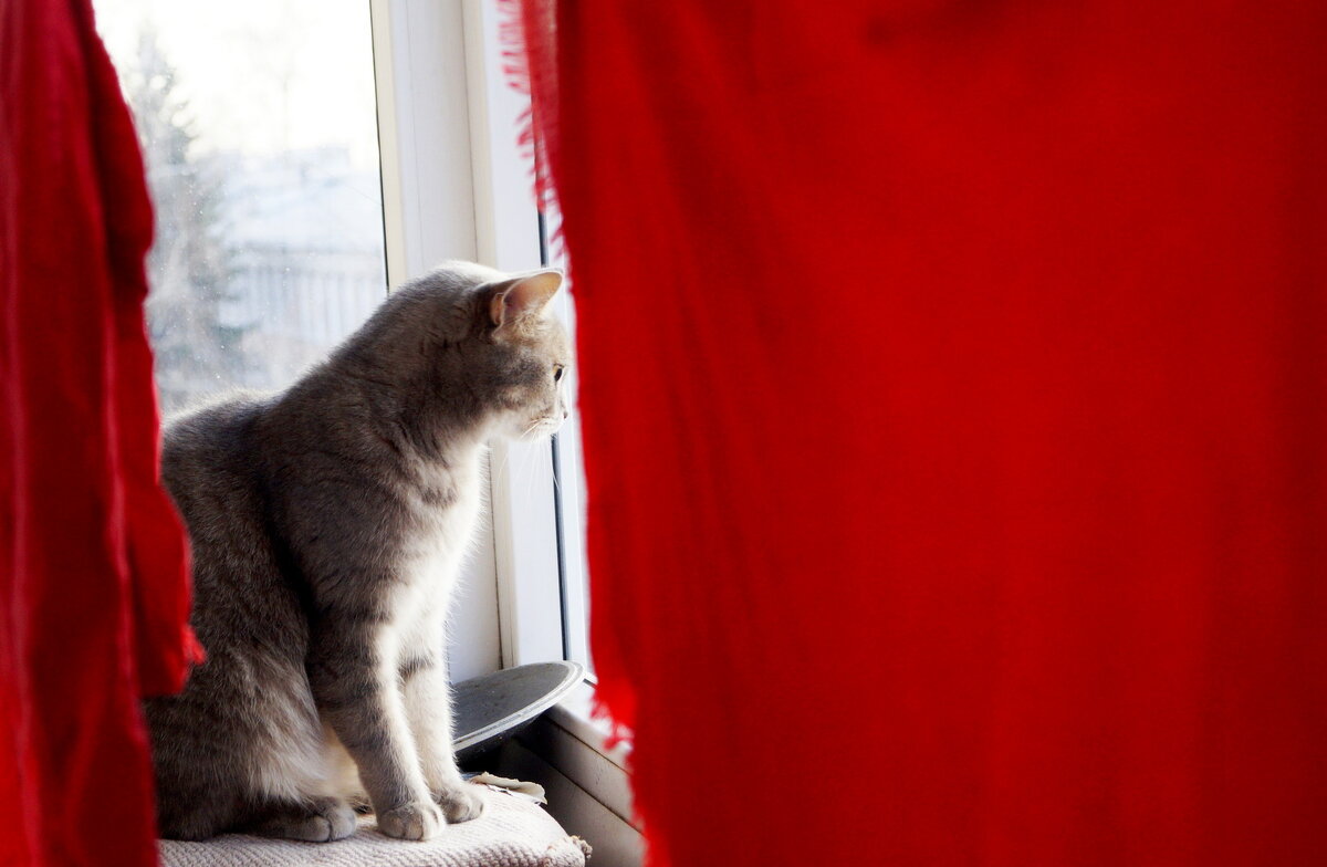 All about Red - Maria Rainer