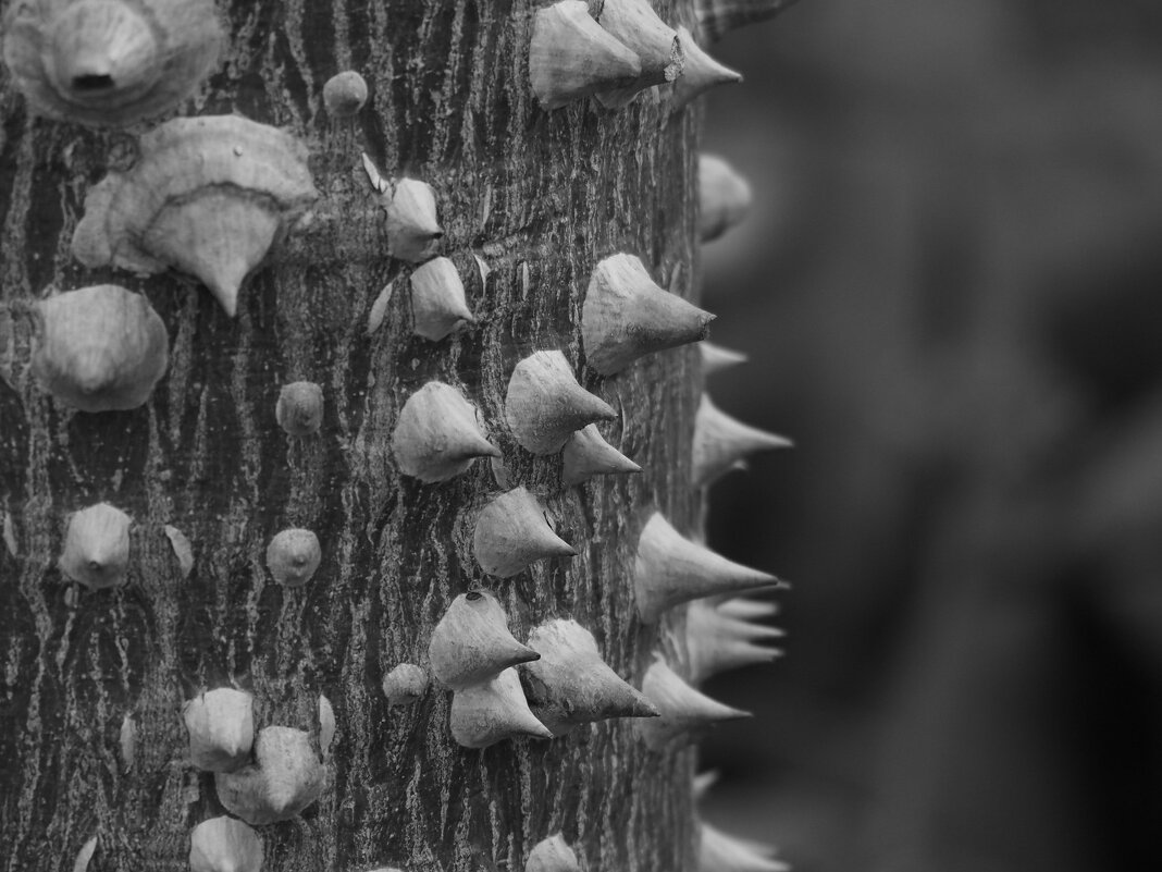 Ceiba speciosa (сейба великолепная) - Магомед . Ceiba speciosa (сейба великолепная) - Магомед .