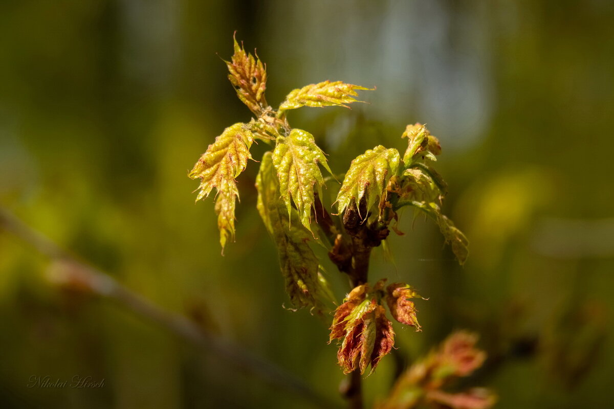 Кленовая молодежь... - Николай Гирш Кленовая молодежь... - Николай Гирш