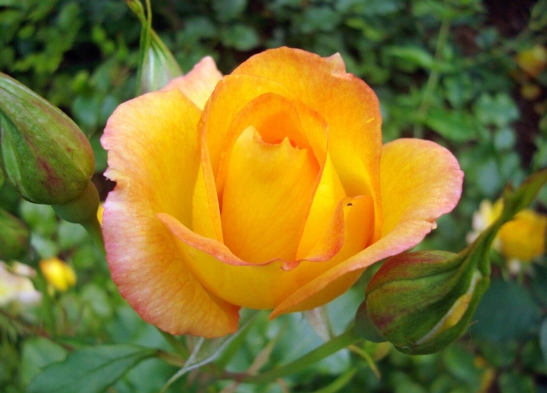 роза - марта Камушкина