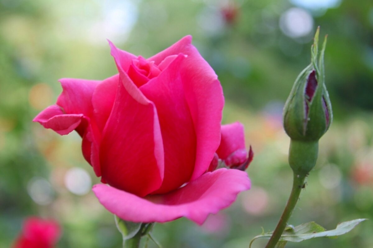 роза - марта Камушкина роза - марта Камушкина