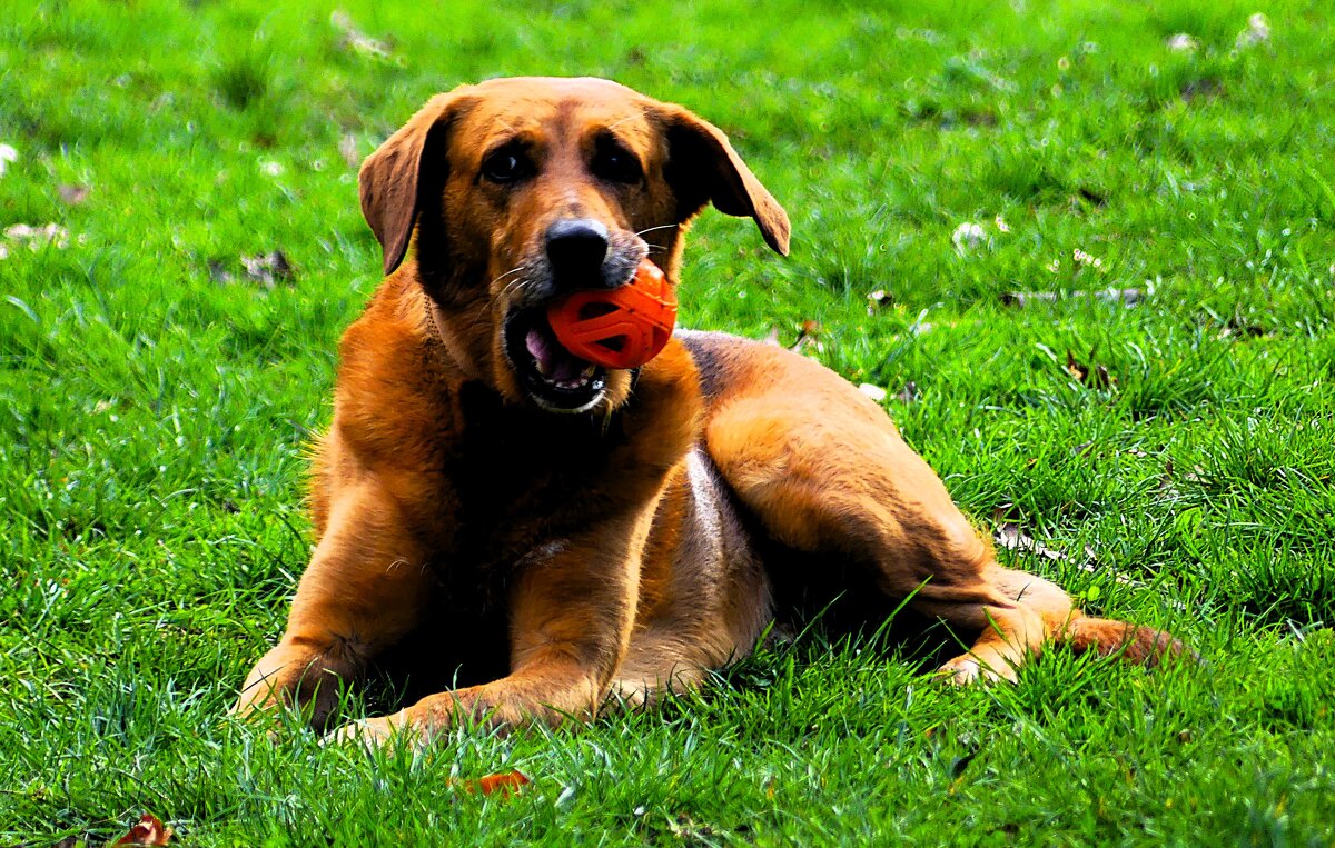 Из жизни животных(серия) - Владимир Манкер Из жизни животных(серия) - Владимир Манкер