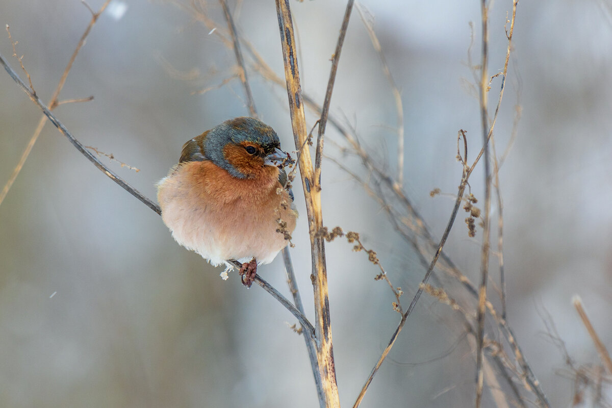 Зяблик. - Анатолий. Chesnavik.