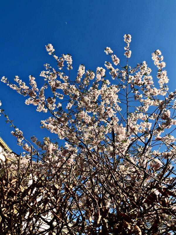 Весенние зарисовки 79 - Алексей Кузнецов