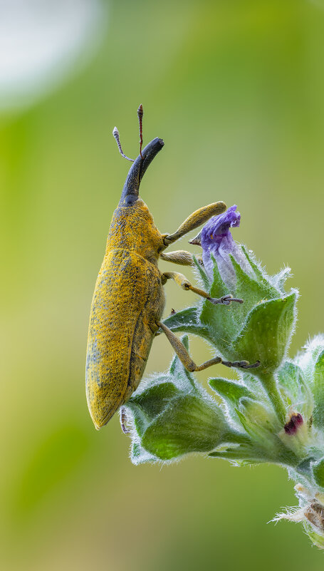 Долгоносик - Александр Григорьев Долгоносик - Александр Григорьев