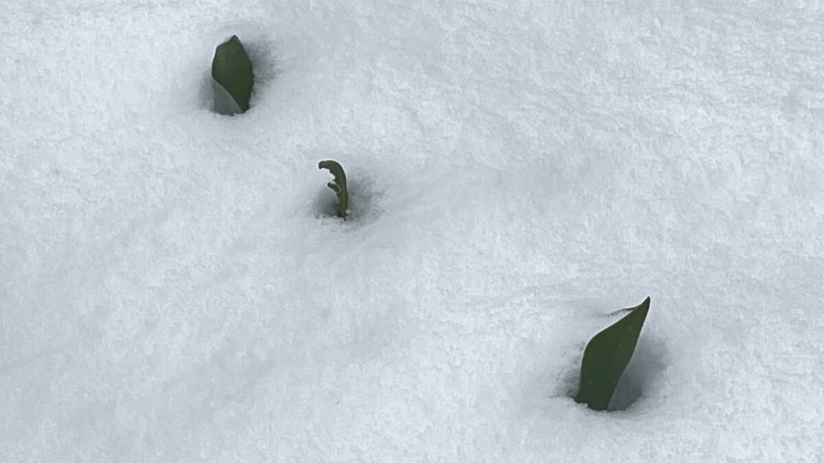 тюльпаны оттаяли... - Olga Oskolkova