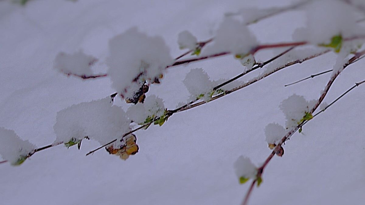 *** м а к р о *** - Olga Oskolkova