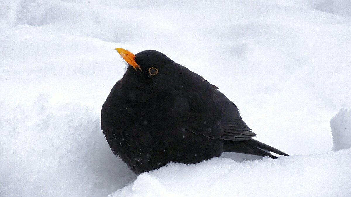 Дрозд решил, что в снегу теплее. - Милешкин Владимир Алексеевич 