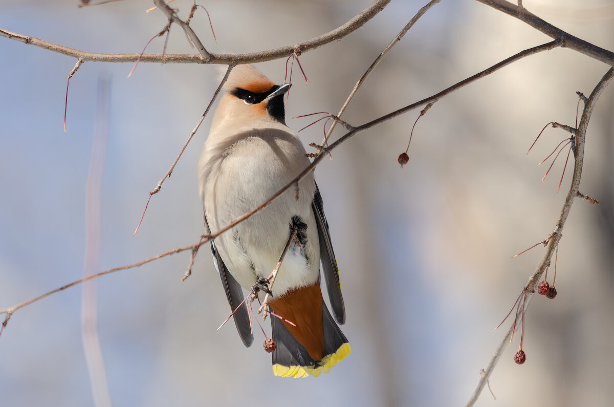 Свиристель. - Виктор Иванович Чернюк Свиристель. - Виктор Иванович Чернюк
